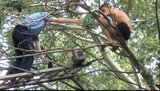Спасатели сняли с березы почти голого пьяного парня, выпрыгнувшего с пятого этажа. ФОТО