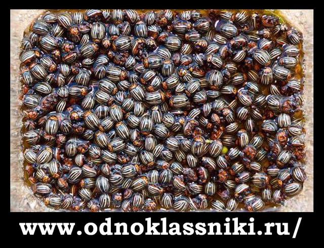 Хто в Контакті - той москаль. Блокування російських сайтів у ФОТОжабах 14