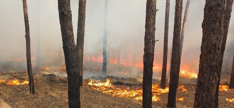 Через війну майже 30% лісів нацпарку "Святі Гори" втрачено
