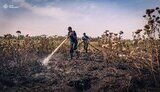 На Київщині горять торф’яники: У Києві забруднено повітря