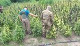 Правоохранители разоблачили международную ОПГ, поставлявшую каннабис в РФ и оккупированный Крым. ВИДЕО+ФОТОрепортаж