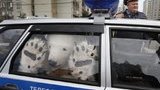 Российская полиция арестовала четверых белых полярных медведей. ФОТО