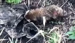 рештки окупанта