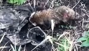 Raccoon dog on Kherson islands feasts on Russian assault trooper. VIDEO