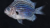 ТОП-10 самых-самых новых видов растений и животных. ФОТОрепортаж.
