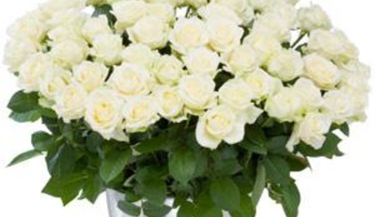 Украина ввела спешпошлину на импортные розы