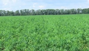 Площі під коноплями та горохом зростатимуть завдяки появі потужностей з їхньої переробки, ‒ Мінекономіки