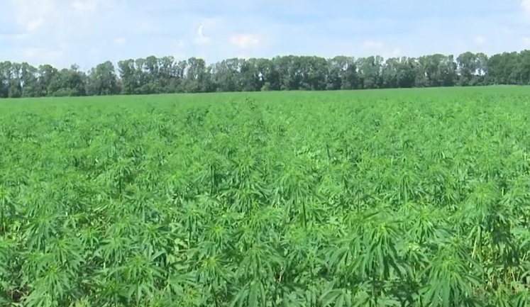 Площі під коноплями та горохом зростатимуть завдяки появі потужностей з їхньої переробки, ‒ Мінекономіки