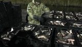 Браконьєрів із 4 тоннами коропа та карася спіймали на Одещині. ФОТО