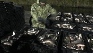 Браконьеров с 4 тоннами карпа и карася поймали на Одесчине. ФОТО