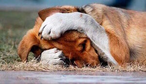 Жорстокість дітей = байдужість дорослих