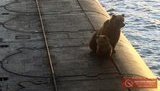 Російські військові застрелили ведмедицю і ведмежа: залізли на підводний човен. ВIДЕО