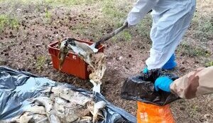 Привід екоциду два роки бродить Україною: від підриву Каховської ГЕС до забруднення Псла свинофермою «Глобино»