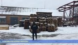 Руководитель лесхоза и его подчиненные подозреваются в нелегальном сбыте древесины на Харьковщине, ущерб составил около 5,5 млн, - СБУ. ФОТОрепортаж