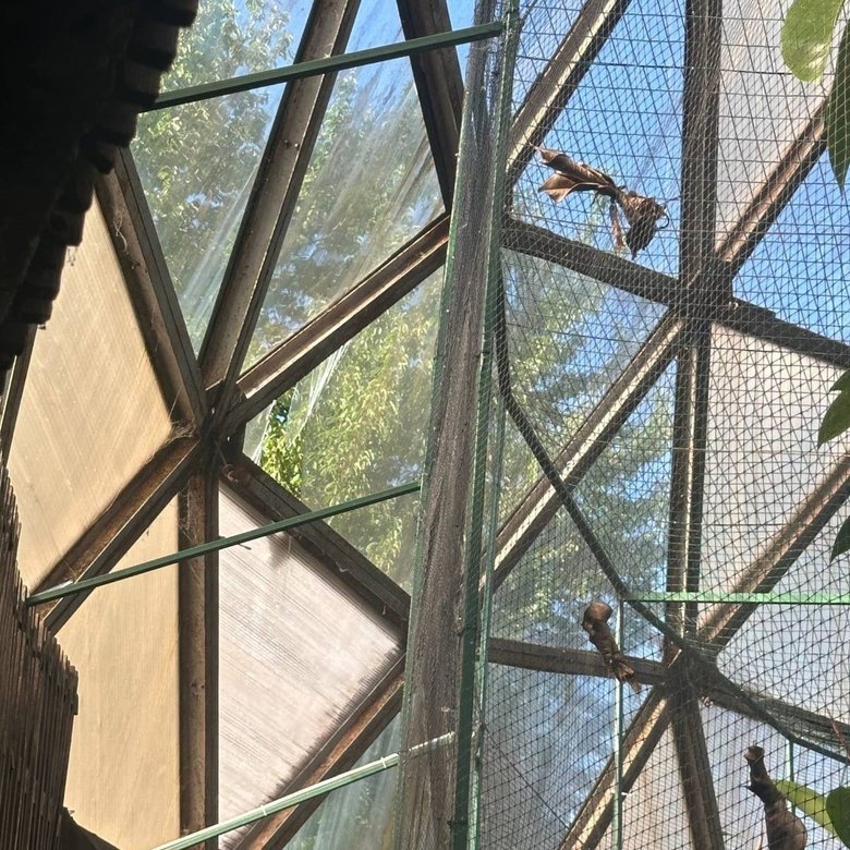 Animals injured at Kyiv Zoo: the aftermath of the Russian strikes