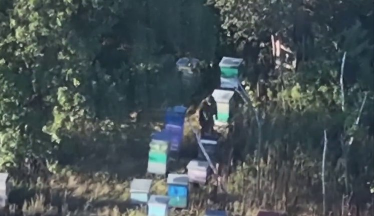 Оккупант забрел на пасеку, где его уже ждали FPV-дроны. ВИДЕО