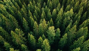 Відновлення лісів України: Мінекономіки та ФАО запускають новий проєкт