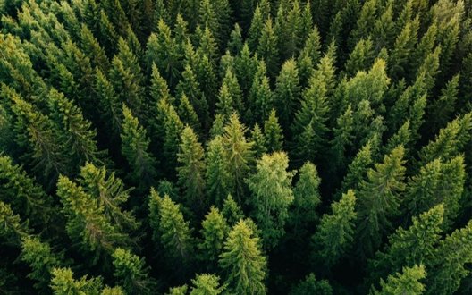 Відновлення лісів України: Мінекономіки та ФАО запускають новий проєкт