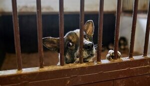 ПРИТУЛОК В БОРОДЯНЦІ - МІСЦЕ МАСОВОЇ ЗАГИБЕЛІ ТВАРИН