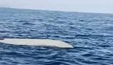 морський дрон у Туреччині