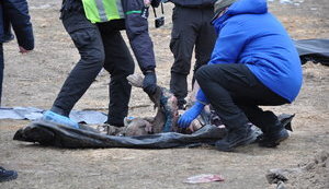 могила,буча,братська,ексгумація