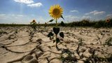 Проблемы из-за изменения климата угрожают центральной Украине, – Минагрополитики