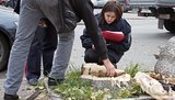 В Днепропетровске огромное дерево рухнуло на женщин. ФОТОрепортаж
