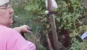 Жители оккупированного Донецка ссорятся за воду: "Таня, бл#дь... Люди жопу помыть не могут, а они свой урожай поливают!!! Вы охренели!". ВИДЕО