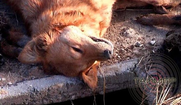 Dogs Poisoned In Odessa Park in Front of Children - They Died Suffering. PHOTO