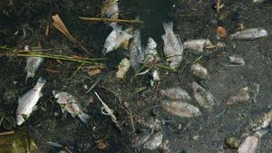 В Донецке после аварии на "Стироле" массово гибнет рыба. ФОТОрепортаж
