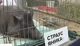 животные