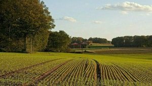 Рада приняла законопроект об электронных земельных торгах