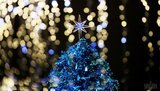 Гослесагентство обнародовало отпускные цены на новогодние елки