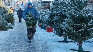Как выбрать елку и сколько она будет стоить