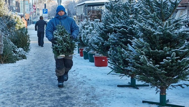 Как выбрать елку и сколько она будет стоить