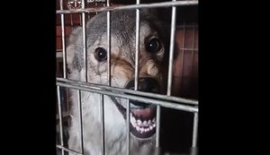 Киянку підозрюють у жорстокому поводженні з дикими тваринами