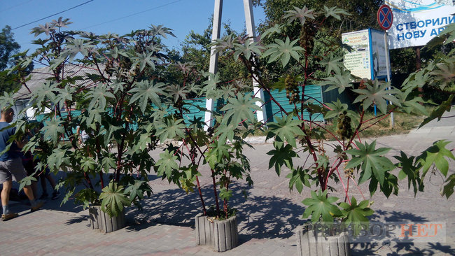 Тихі канали, швидка річка і дунайський оселедець - весна і осінь у Вилковому 20 Тихі канали, швидка річка і дунайський оселедець - весна і осінь у Вилковому 20