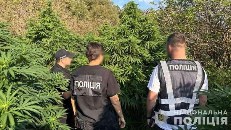 На Львівщині судитимуть злочинну групу, яка щомісяця збувала канабіс на 2 млн грн