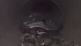 The occupiers are hiding in a pipe