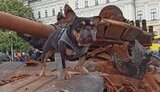 собачка