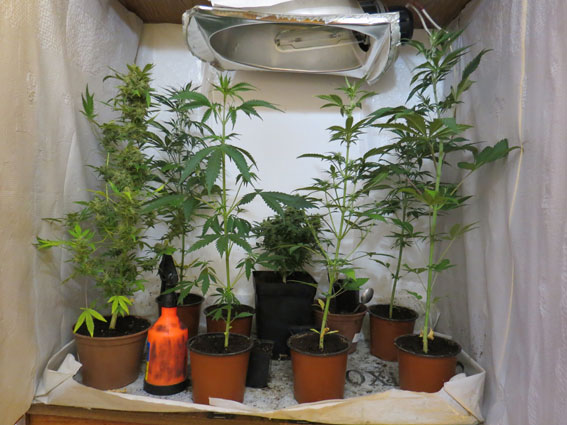 Поліція виявила плантацію конопель у двокімнатній квартирі в Сумах 02