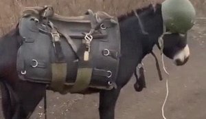 Occupier films Russian military donkey: "What unit are you from, my dear? Wearing vest and helmet… Handsome one". VIDEO