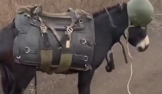 Occupier films Russian military donkey: "What unit are you from, my dear? Wearing vest and helmet… Handsome one". VIDEO