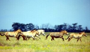 "Askania-Nova" reserve in Kherson region no longer exists, it was destroyed by occupants - Prokudin