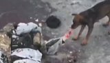 Dogs eat the body of an occupier