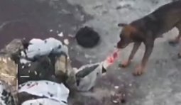 собаки їдять тіло окупанта