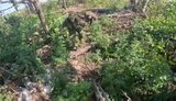 полонені