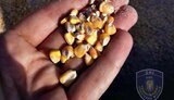 Минагрополитики спрогнозировало рост урожая кукурузы на 20%