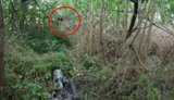 Розвідники "Азову" зачистили перелісок та захопили щонайменше трьох окупантів у полон на Донеччині. ВIДЕО
