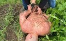 Поліція встановила причетних до нападу на ексвійськового у Дніпрі за участю Тищенка